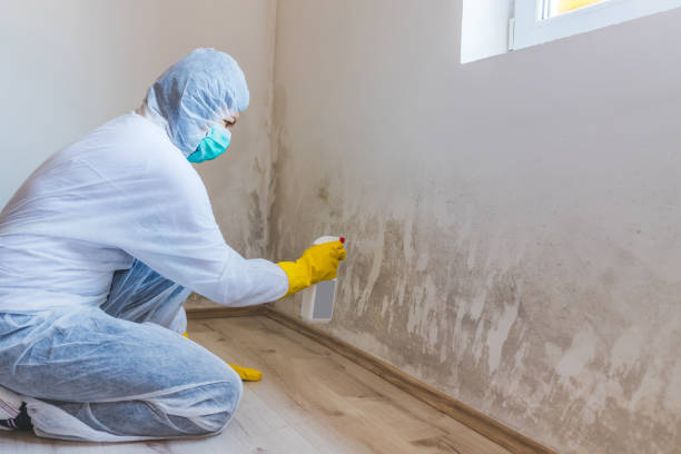 Licensed Mold Cleanup service in Parlin, NJ - WQB Mold Removal