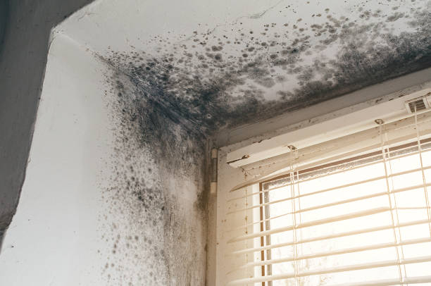 Affordable Mold Cleanup solutions in Parlin, NJ